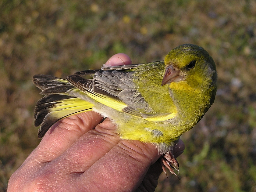 European Greenfinch, Sundre 20080602